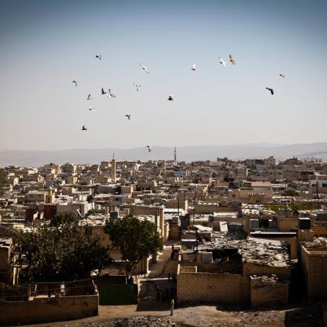 Birds fly over the Occupied Palestinian Territories
